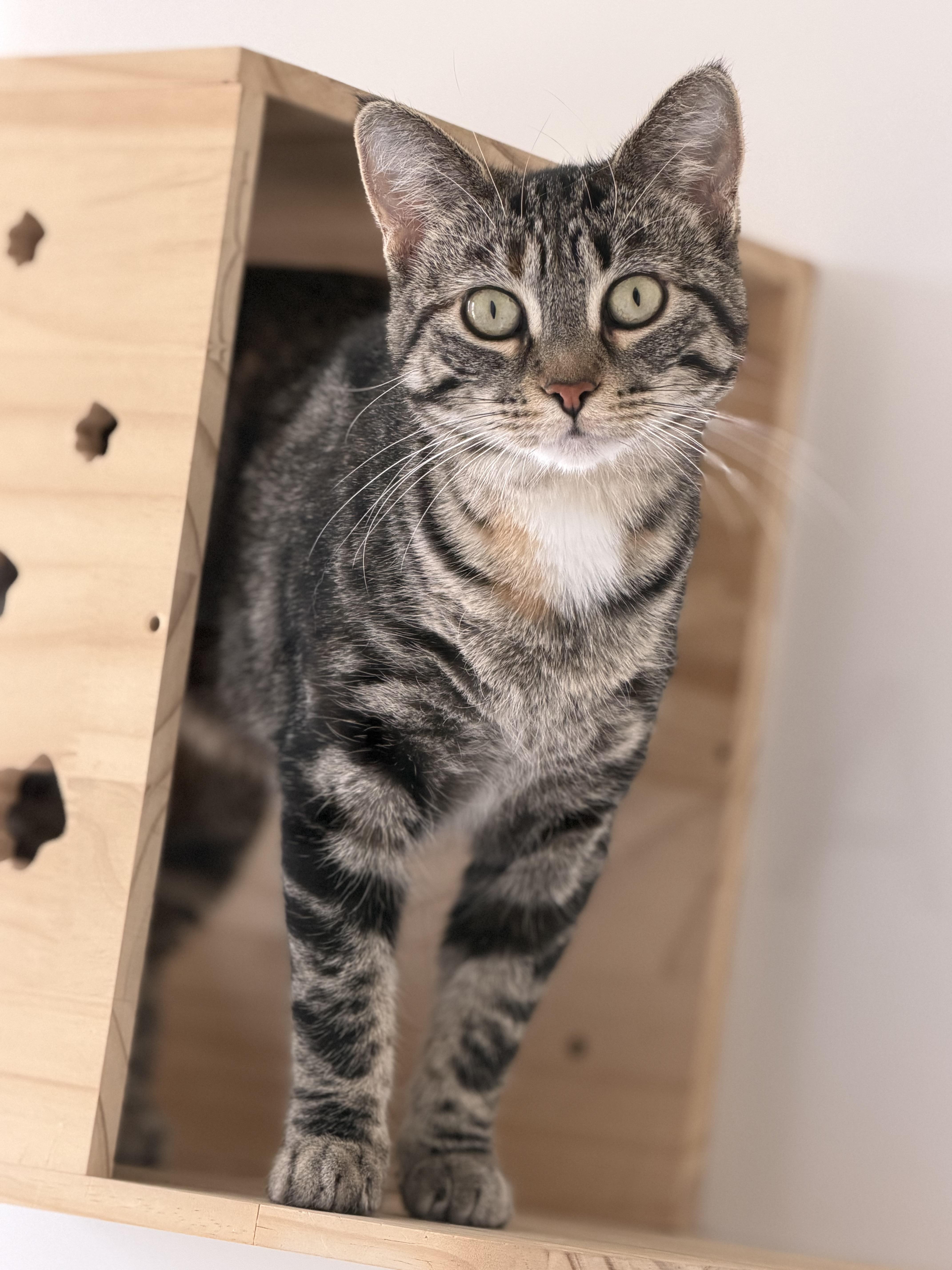 Speedwagon, Adoptable, Young Female Domestic Short Hair.