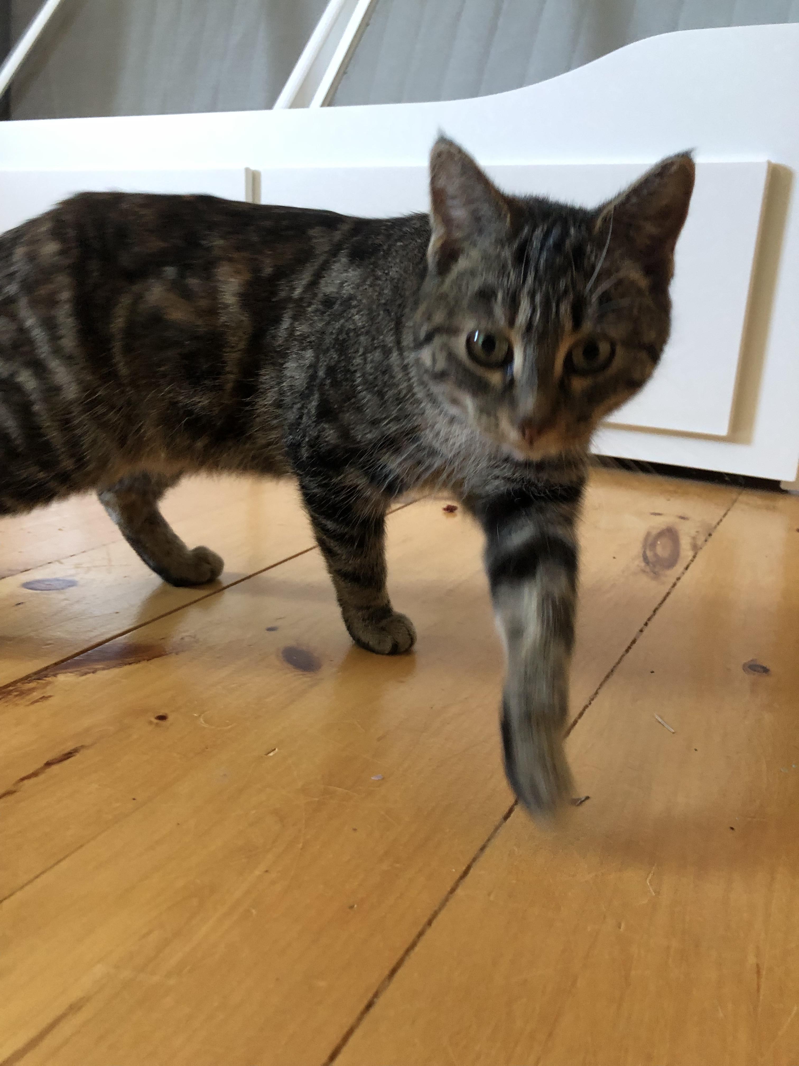 Enlarge Speedwagon, a Adoptable mixed breed in Steinbach, MB image 4/6