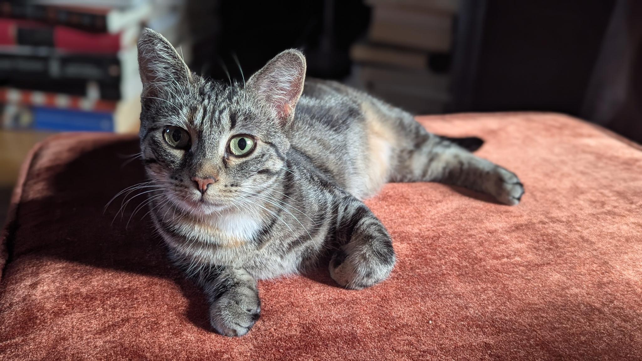 Enlarge Speedwagon, a Adoptable mixed breed in Steinbach, MB image 2/6