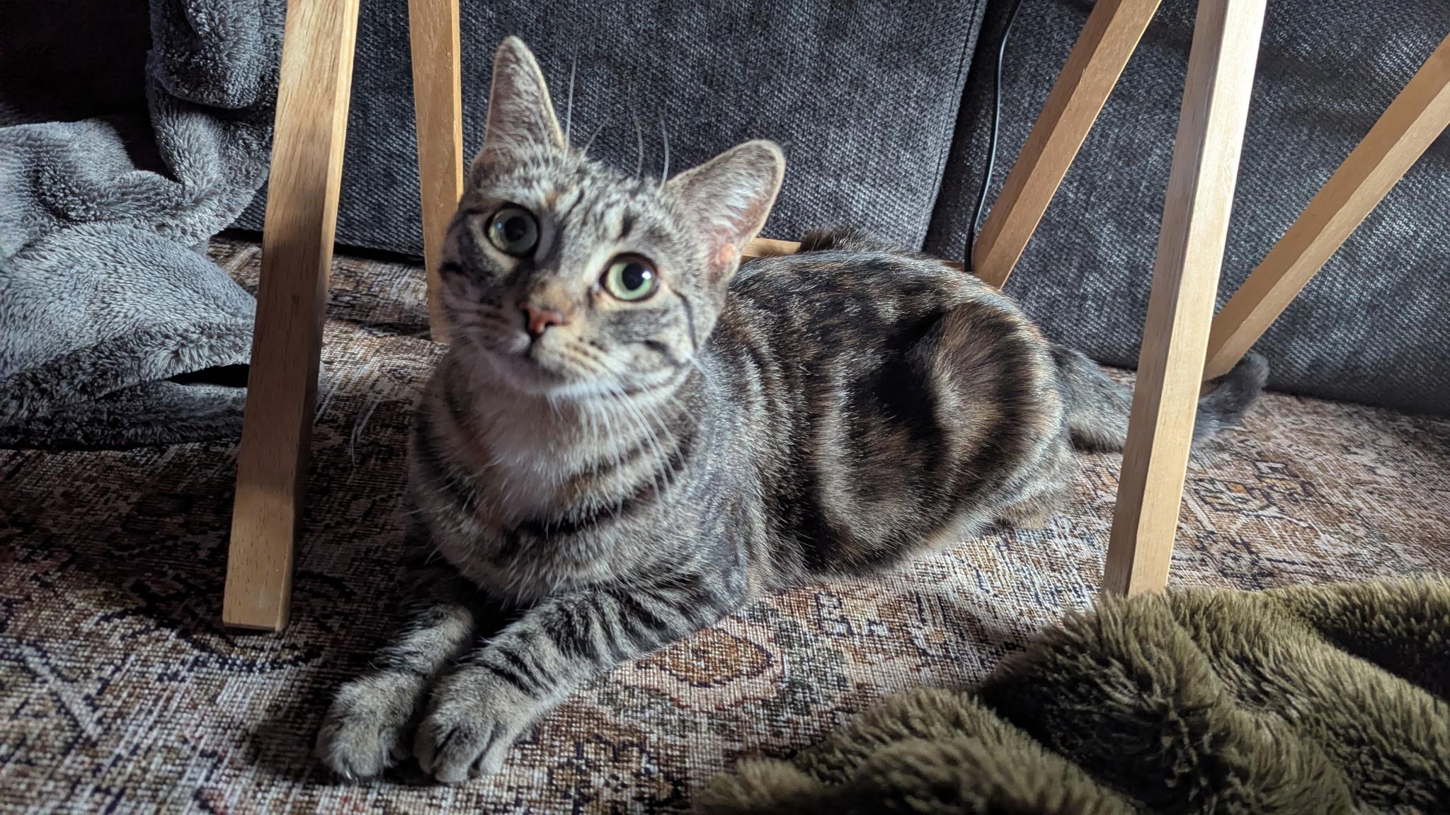 Enlarge Speedwagon, a Adoptable mixed breed in Steinbach, MB image 3/6