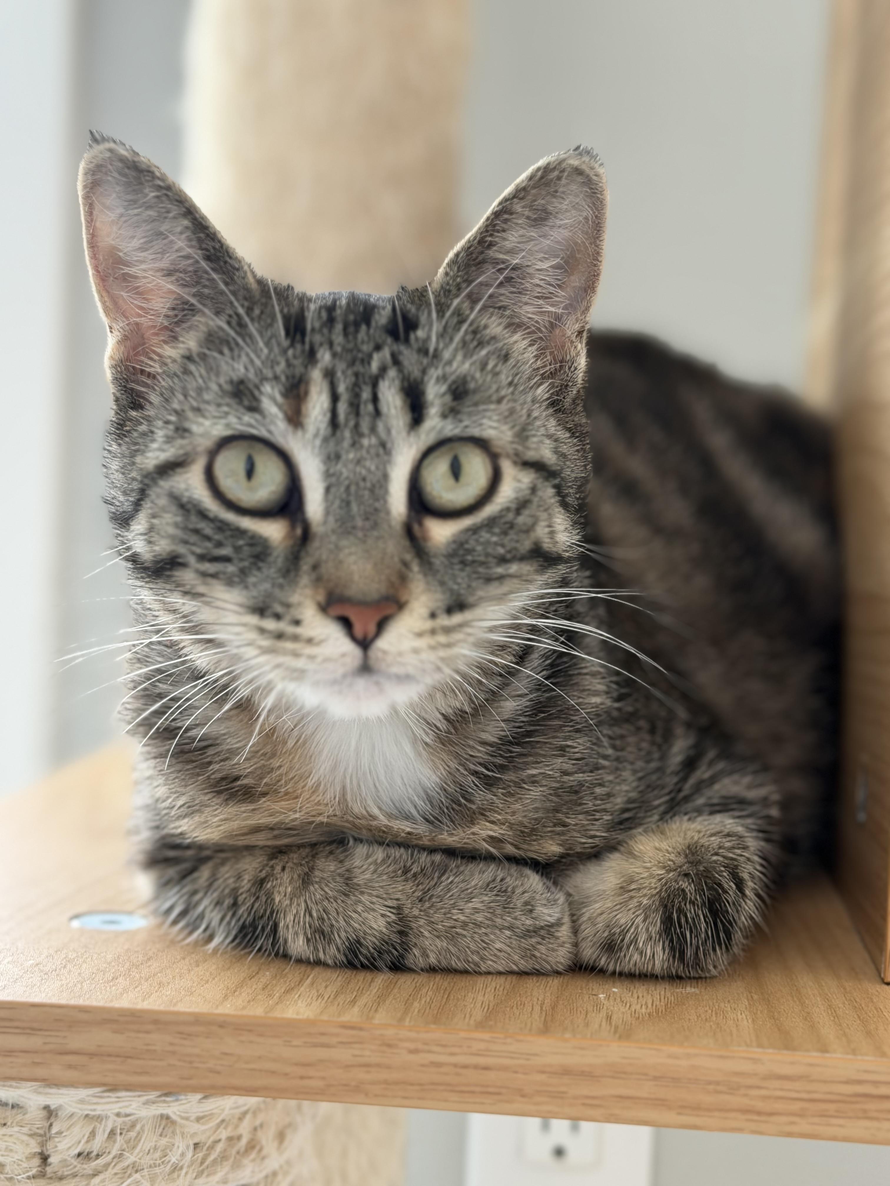 Enlarge Speedwagon, a Adoptable mixed breed in Steinbach, MB image 5/6