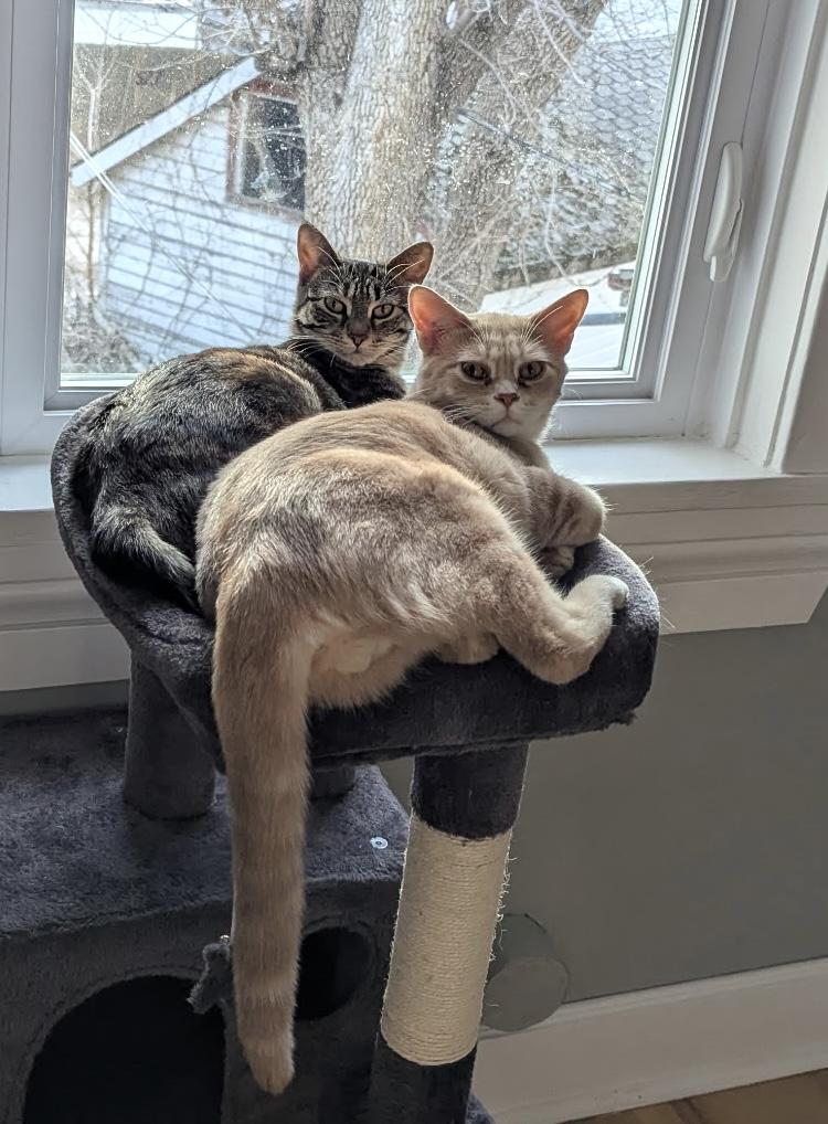 Enlarge Speedwagon, a Adoptable mixed breed in Steinbach, MB image 6/6