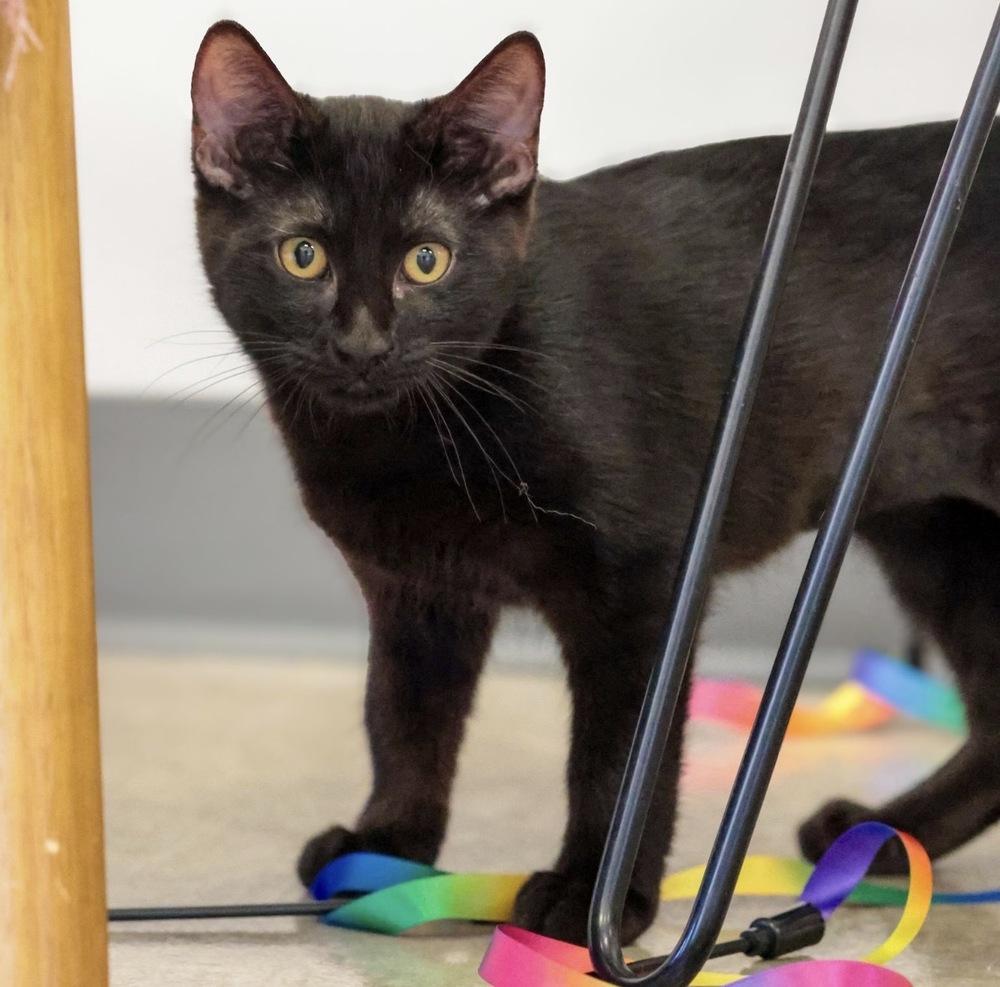 **Cat Cafe** Skedaddle, a Adoptable Domestic Short Hair in Topeka, KS image 1/2