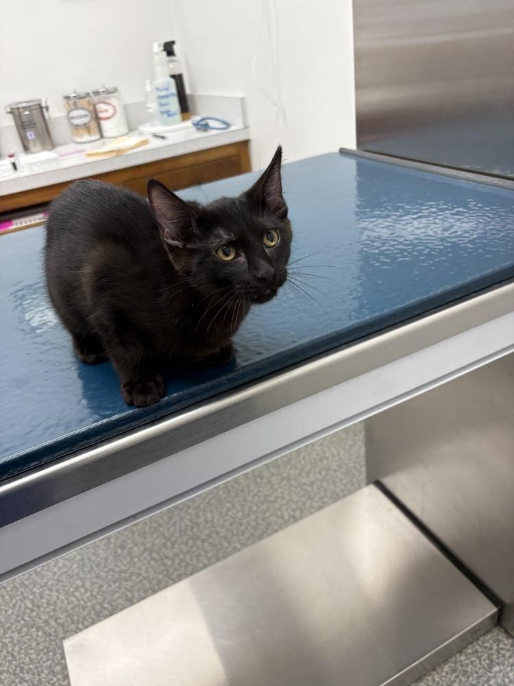 **Cat Cafe** Skedaddle, a Adoptable Domestic Short Hair in Topeka, KS image 2/2