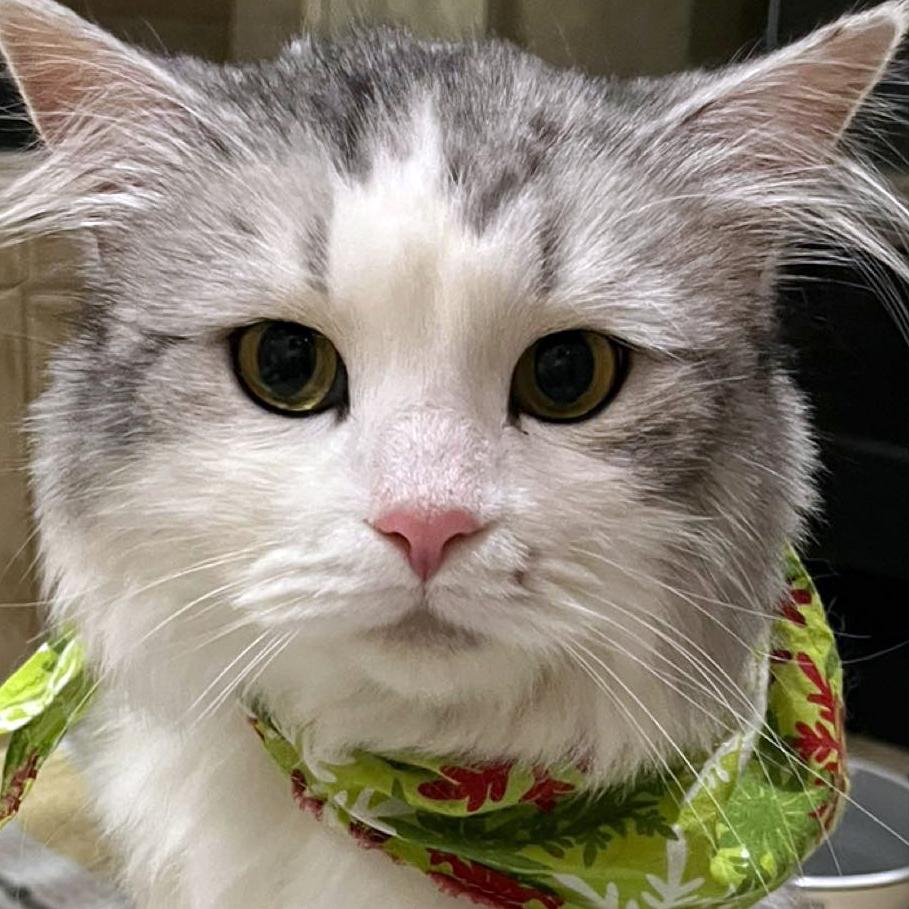 Winter - A Fluffy, Chatty Cuddle Bug!, a ADOPTABLE Domestic Long Hair in Hamilton, ON image 2/5