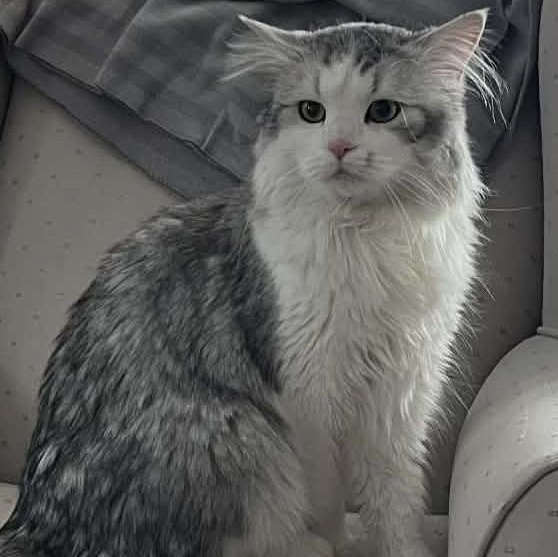 Winter - A Fluffy, Chatty Cuddle Bug!, a ADOPTABLE Domestic Long Hair in Hamilton, ON image 1/5