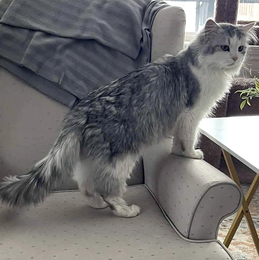 Winter - A Fluffy, Chatty Cuddle Bug!, a ADOPTABLE Domestic Long Hair in Hamilton, ON image 3/5