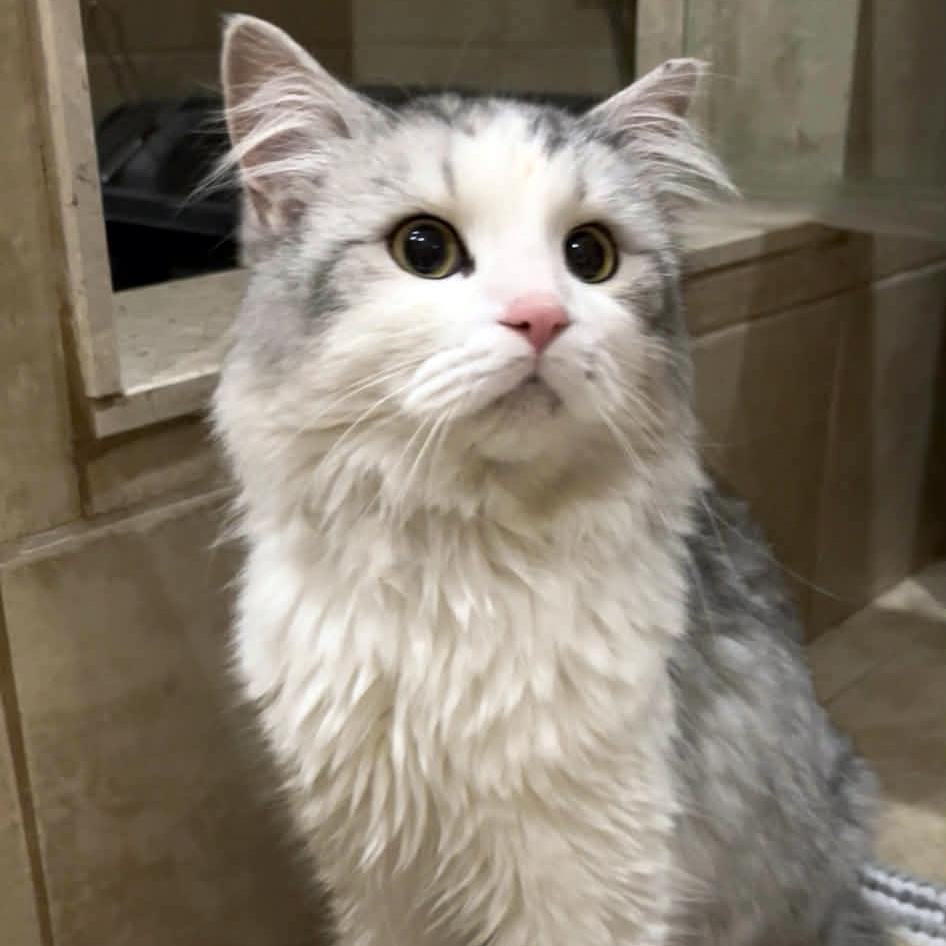 Winter - A Fluffy, Chatty Cuddle Bug!, a ADOPTABLE Domestic Long Hair in Hamilton, ON image 4/5