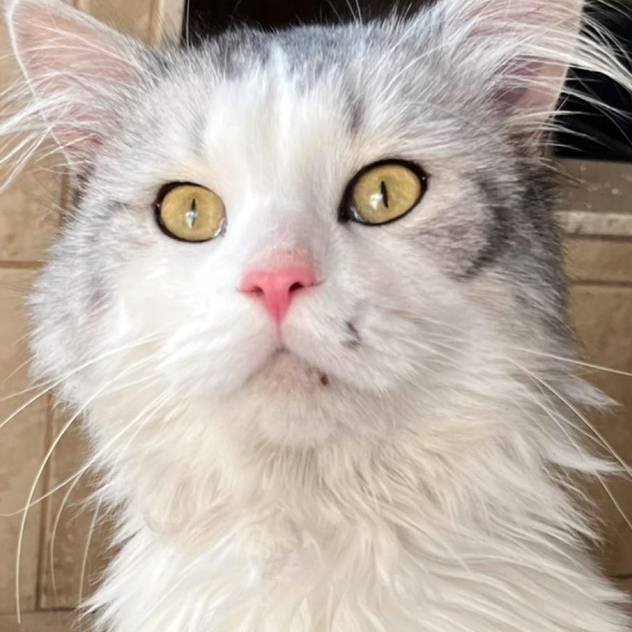 Winter - A Fluffy, Chatty Cuddle Bug!, a ADOPTABLE Domestic Long Hair in Hamilton, ON image 5/5