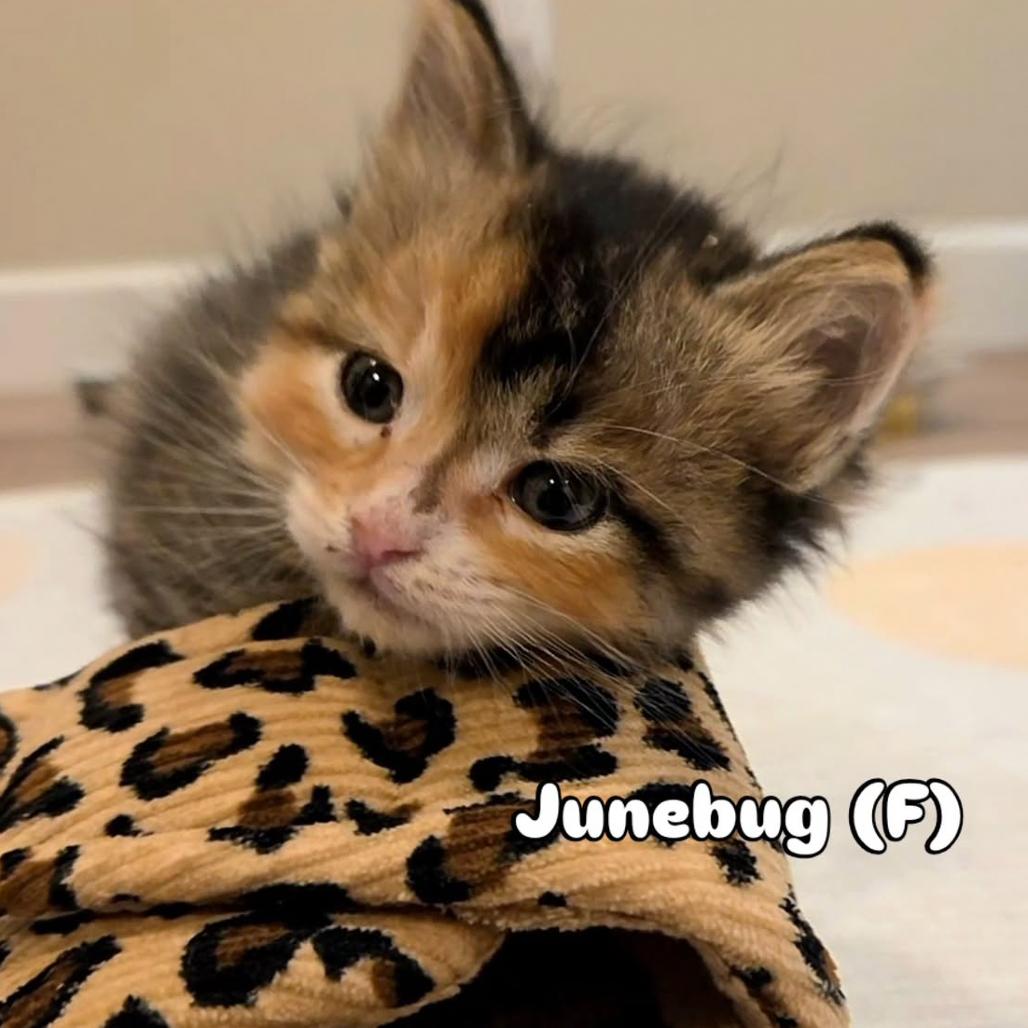 Junebug, Adoptable, Kitten Female Domestic Short Hair & Domestic Short Hair.