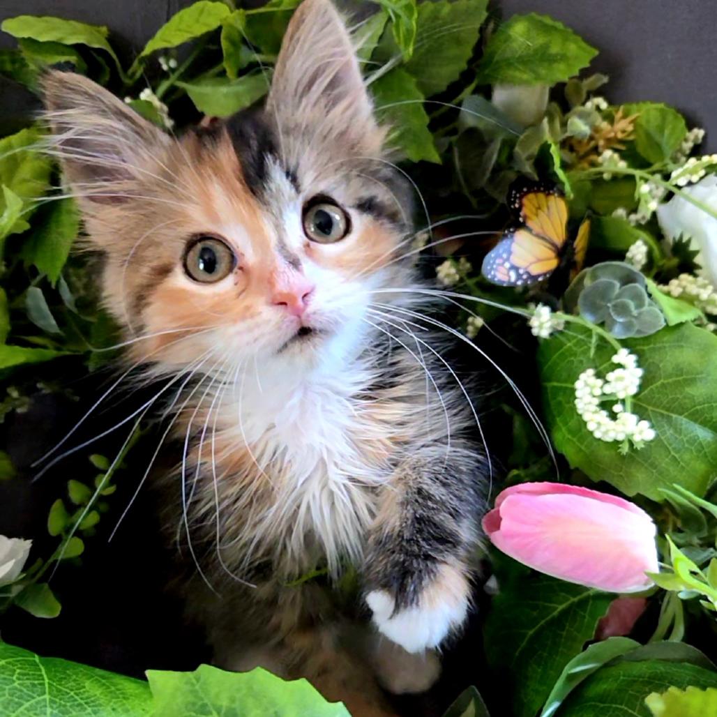 Enlarge Junebug, a Adoptable mixed breed in Commerce City, CO image 5/6