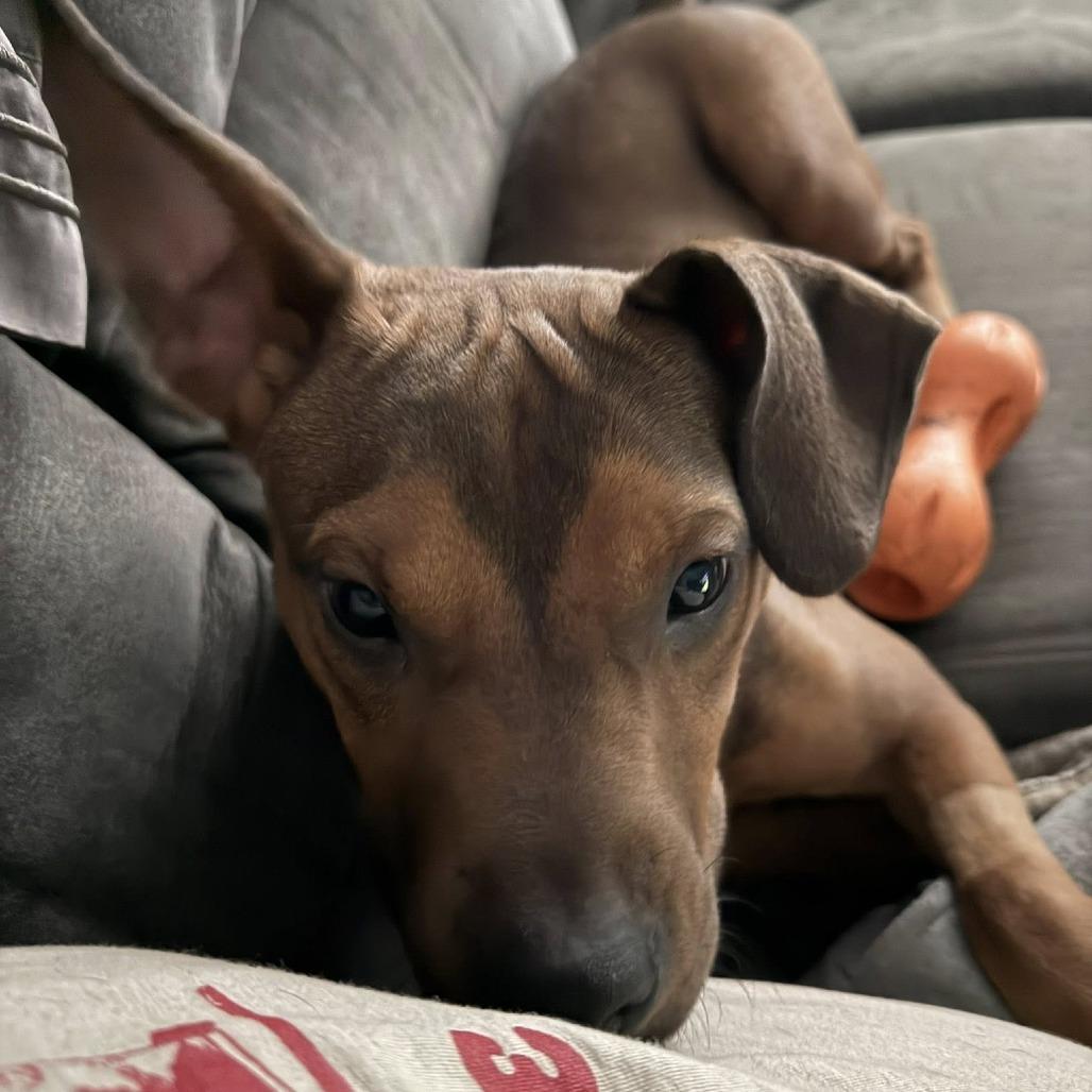 Sheba Ross, Adoptable, Young Female Mixed Breed.