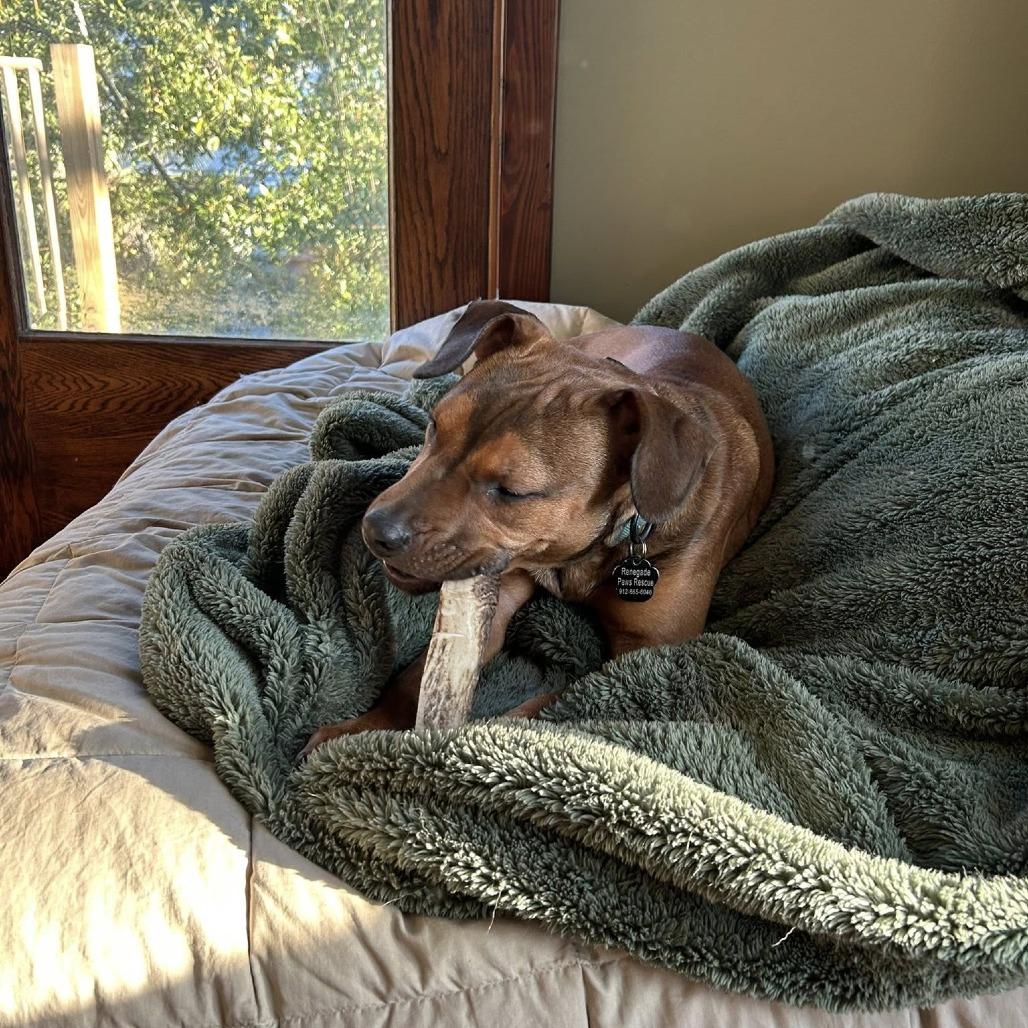 Enlarge Sheba Ross, a Adoptable Mixed Breed in Savannah, GA image 2/6