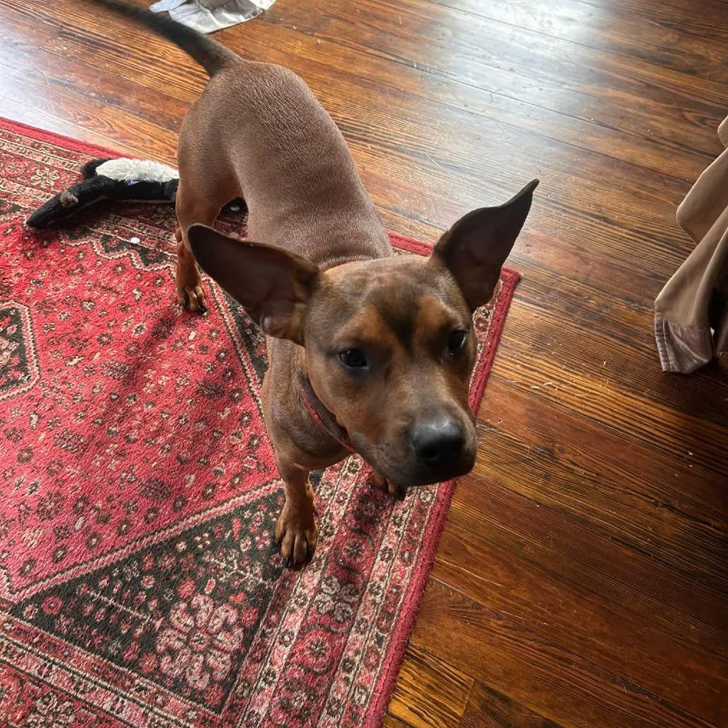 Enlarge Sheba Ross, a Adoptable Mixed Breed in Savannah, GA image 3/6