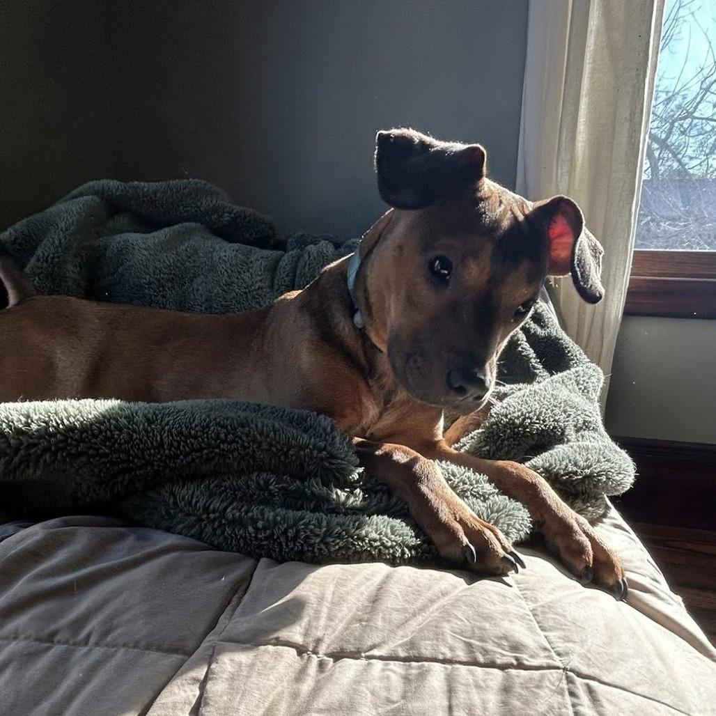 Enlarge Sheba Ross, a Adoptable Mixed Breed in Savannah, GA image 4/6