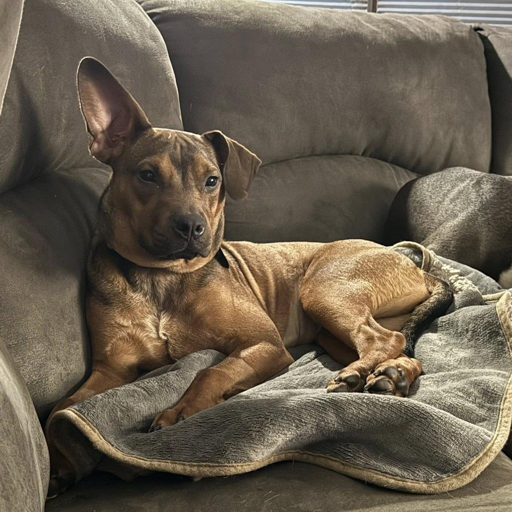 Enlarge Sheba Ross, a Adoptable Mixed Breed in Savannah, GA image 6/6