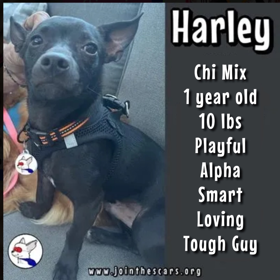 Enlarge Harley, a Adoptable mixed breed in Glendora, CA image 1/12