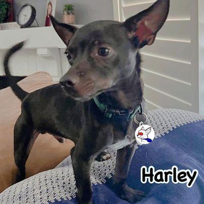 Enlarge Harley, a Adoptable mixed breed in Glendora, CA image 2/12