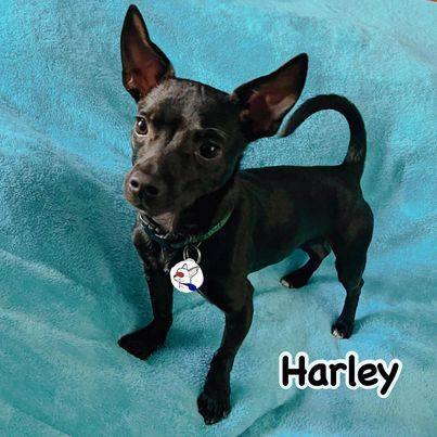 Enlarge Harley, a Adoptable mixed breed in Glendora, CA image 3/12