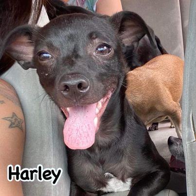 Enlarge Harley, a Adoptable mixed breed in Glendora, CA image 4/12