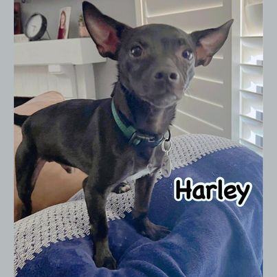 Enlarge Harley, a Adoptable mixed breed in Glendora, CA image 5/12