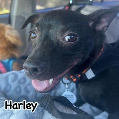 Enlarge Harley, a Adoptable mixed breed in Glendora, CA image 6/12