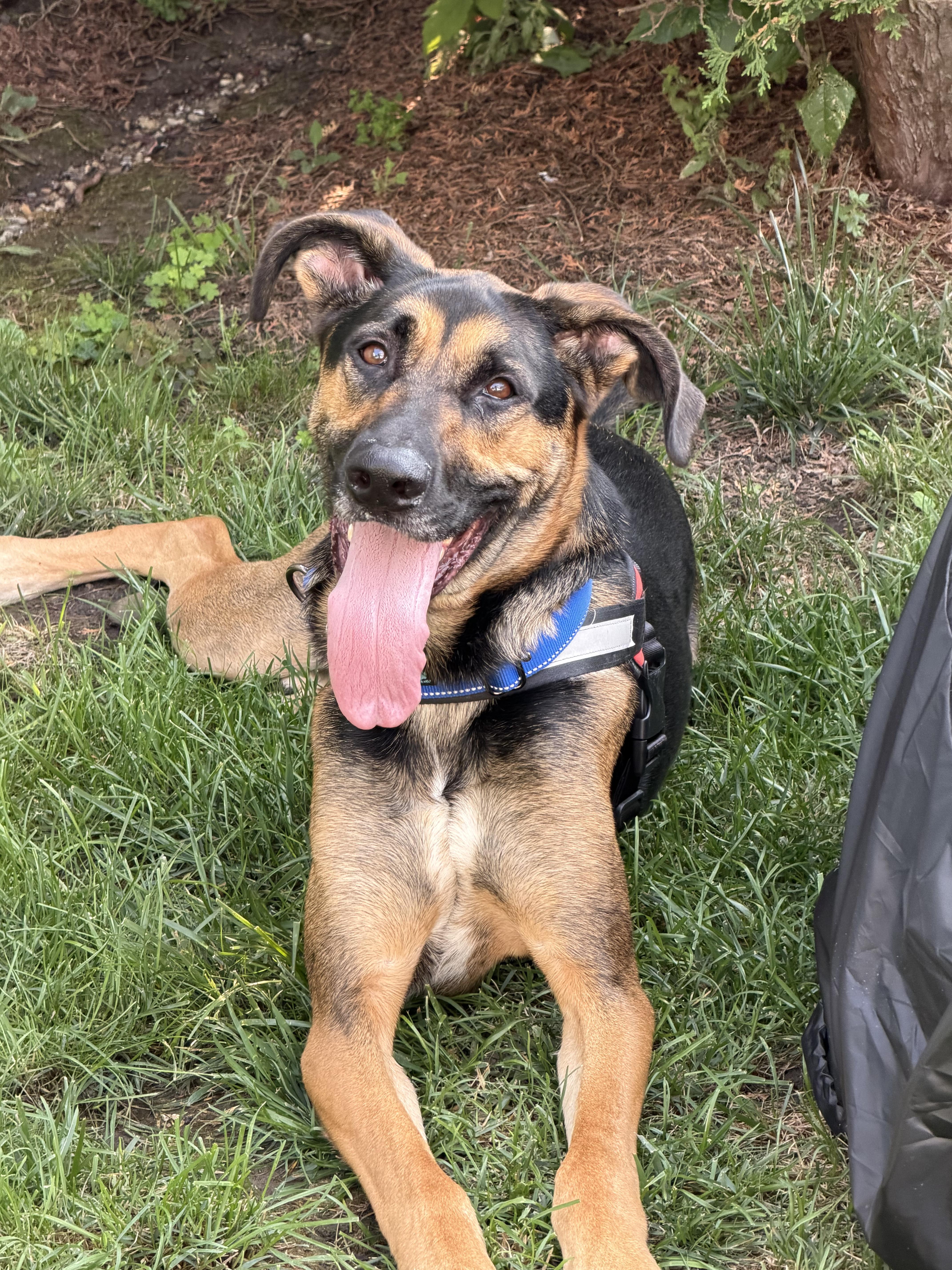 Enlarge Buddy, a Adoptable mixed breed in Milwaukee, WI image 1/5