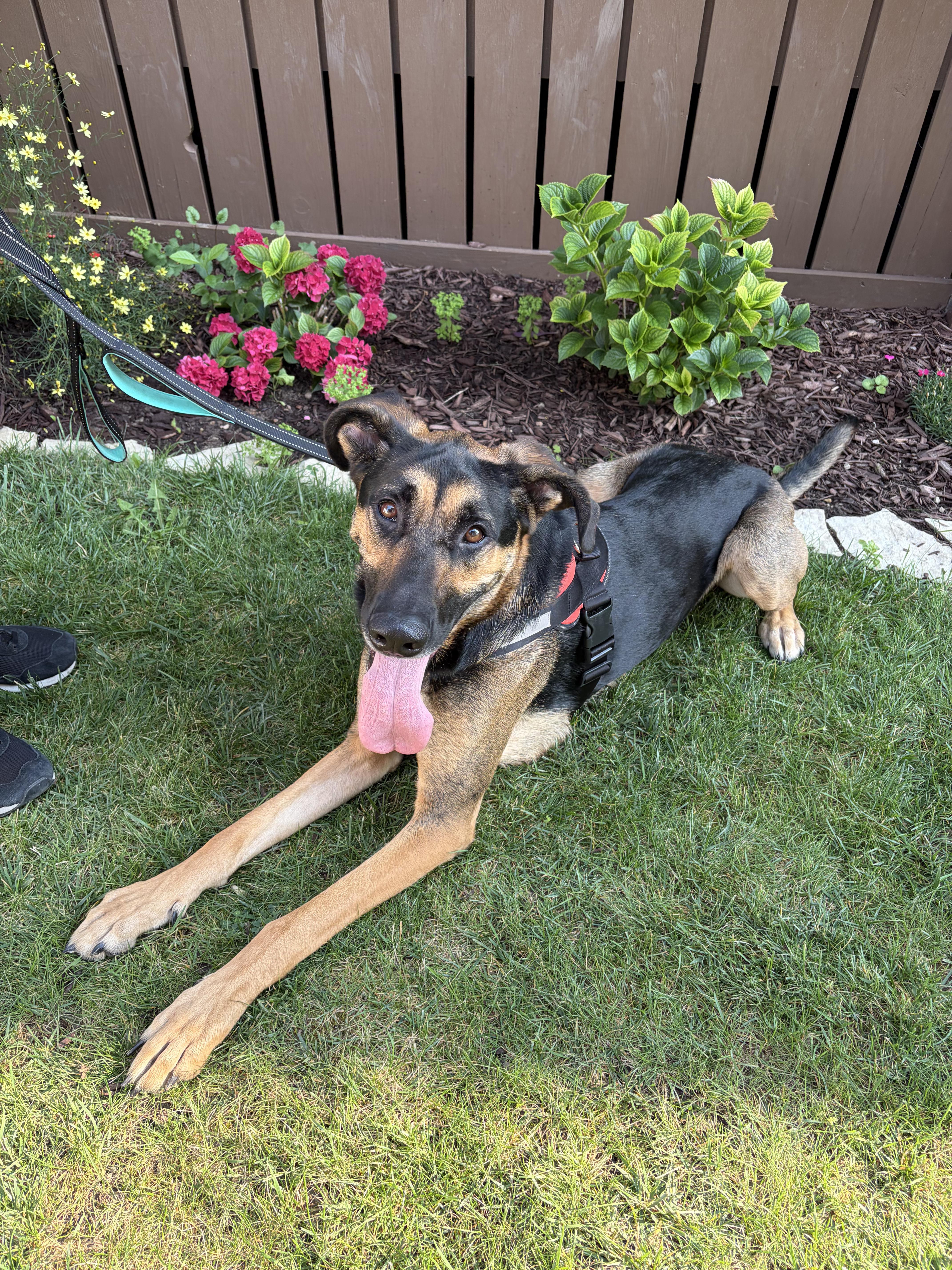 Enlarge Buddy, a Adoptable mixed breed in Milwaukee, WI image 5/5