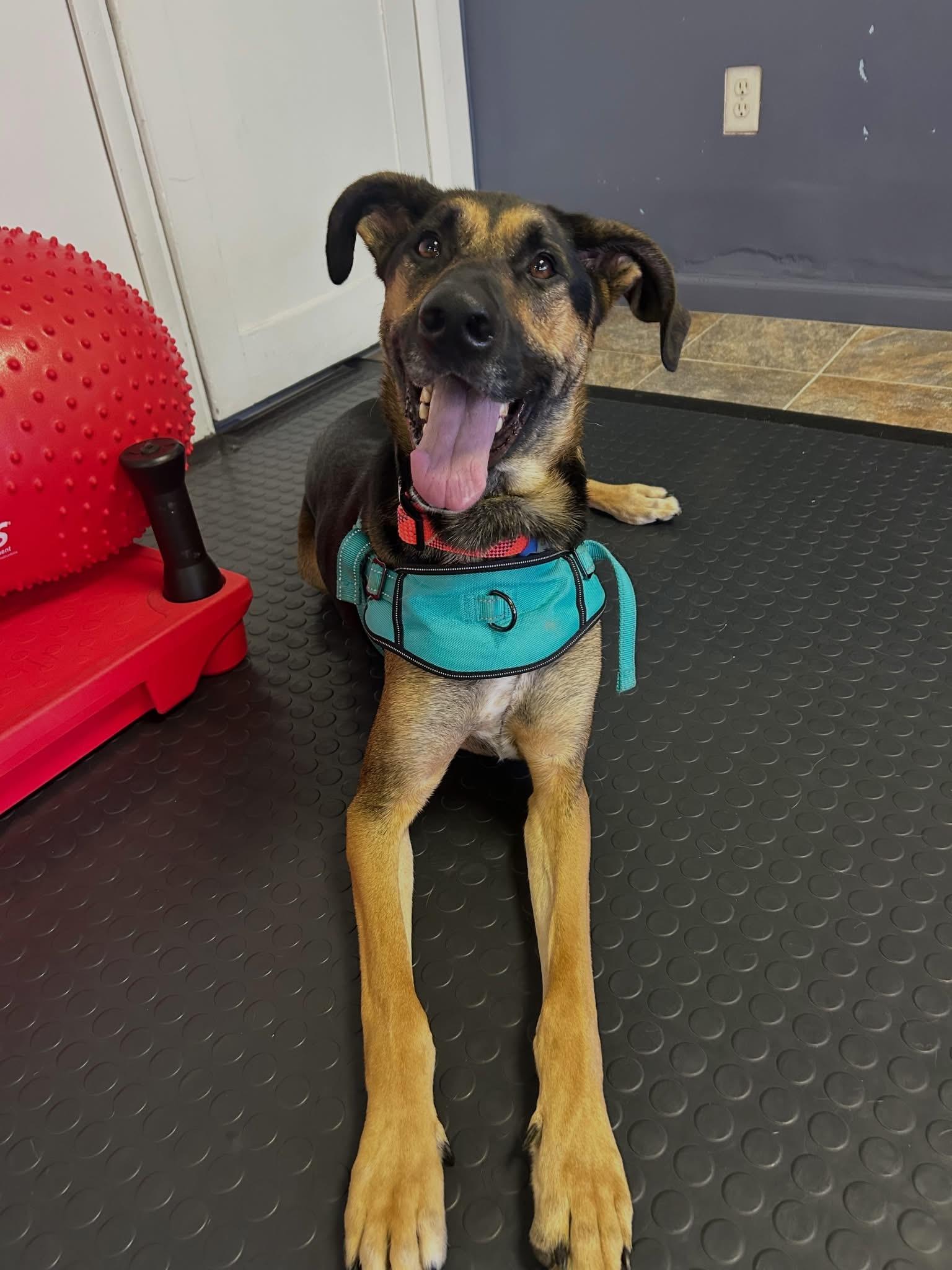 Enlarge Buddy, a Adoptable mixed breed in Milwaukee, WI image 2/5