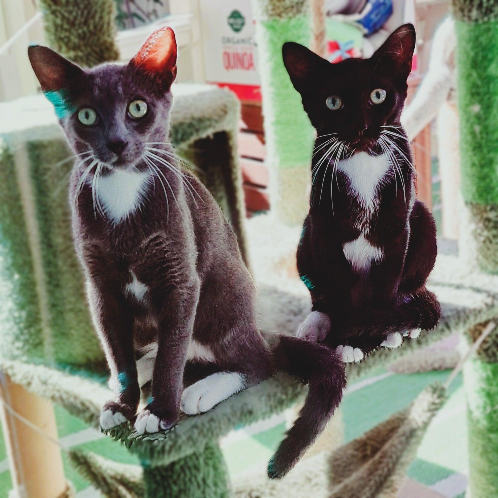 Zappa & Zip, Young Male Domestic Short Hair