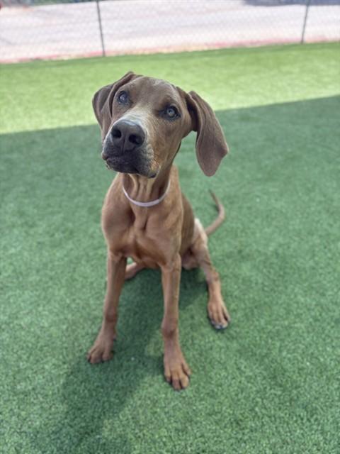 Enlarge ZARA, a Adoptable Doberman Pinscher in Castaic, CA image 1/1