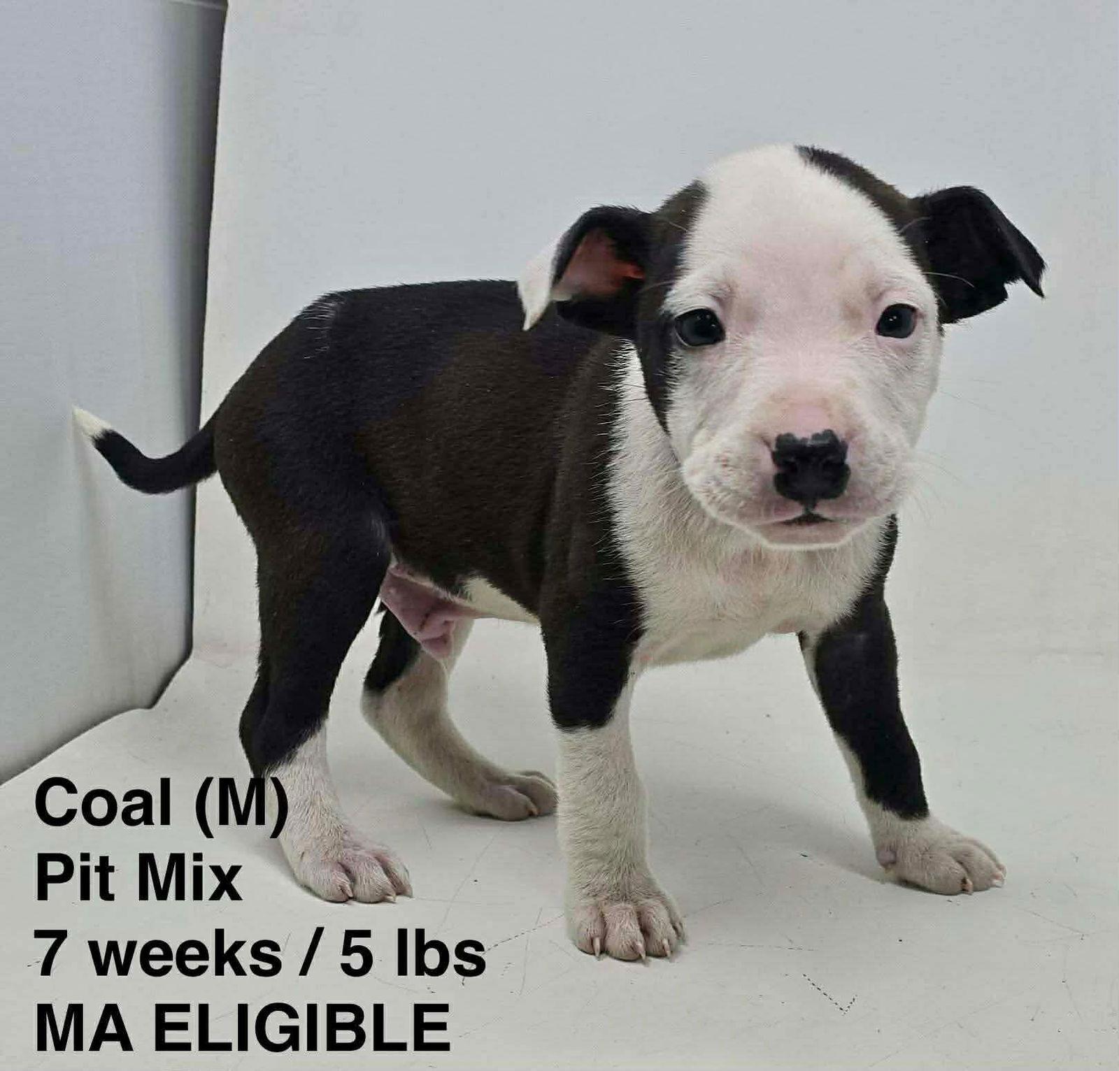 COAL, Adoptable, Young Male Pit Bull Terrier.