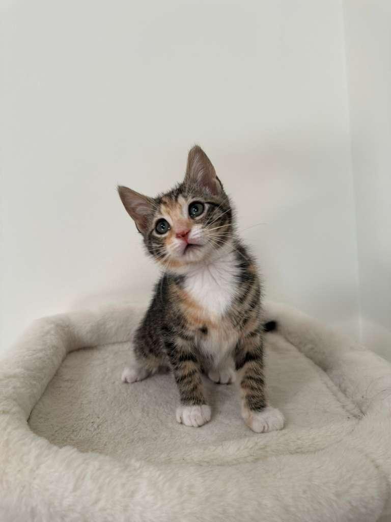 Enlarge Megan (bonded with Hudson), a Adoptable Domestic Short Hair in Lawrenceville, GA image 6/6