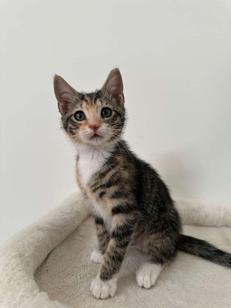 Enlarge Megan (bonded with Hudson), a Adoptable Domestic Short Hair in Lawrenceville, GA image 2/6