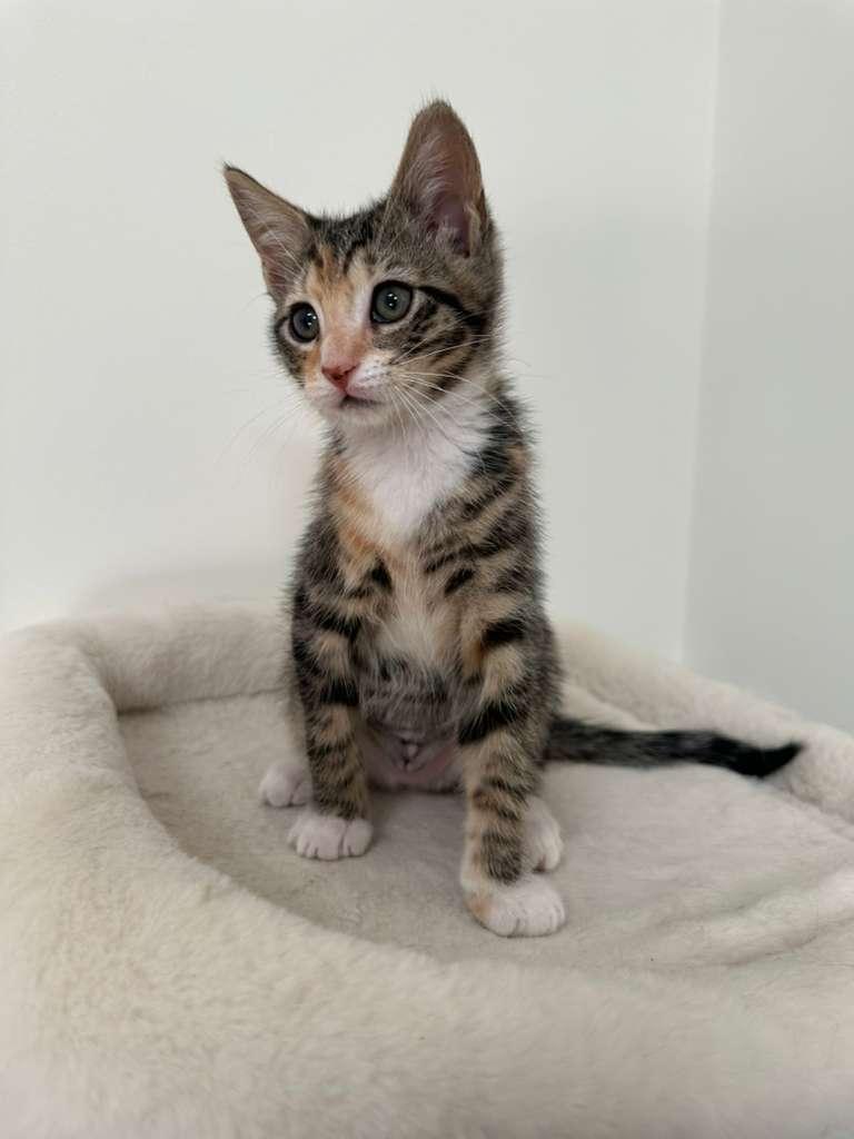 Enlarge Megan (bonded with Hudson), a Adoptable Domestic Short Hair in Lawrenceville, GA image 4/6