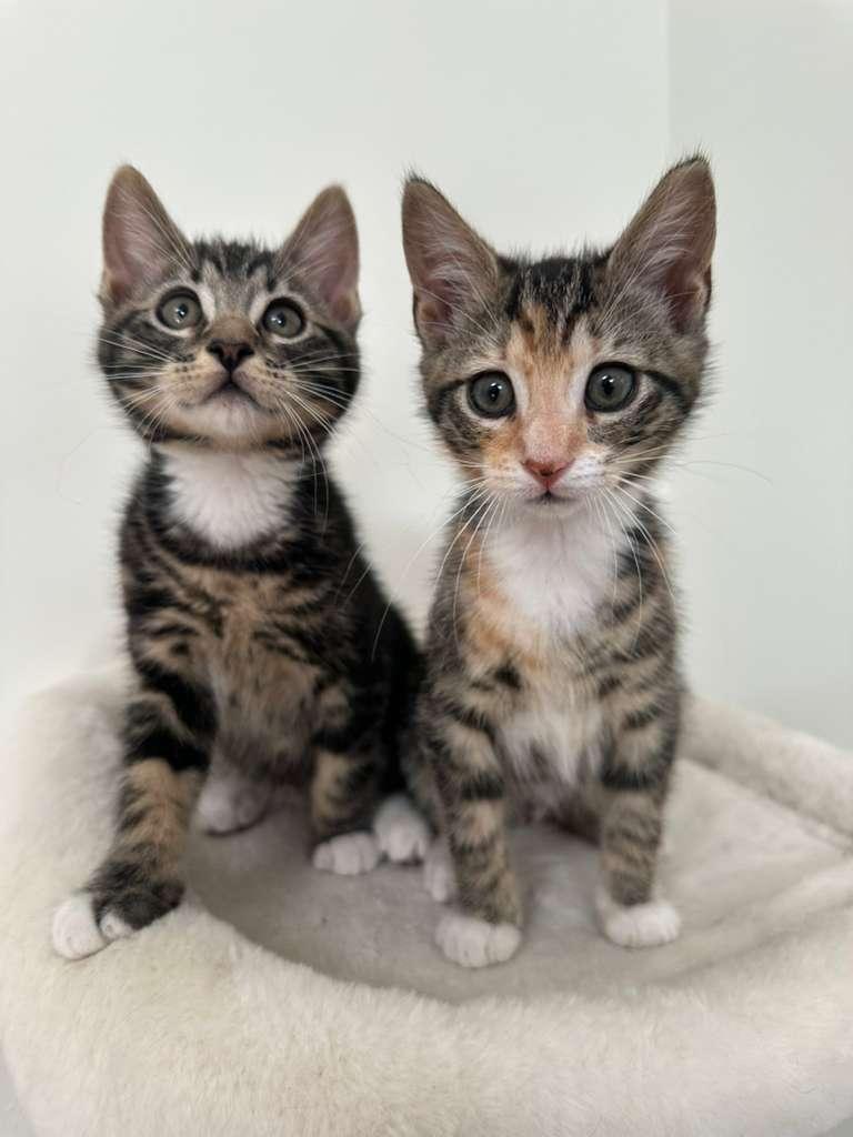 Enlarge Megan (bonded with Hudson), a Adoptable Domestic Short Hair in Lawrenceville, GA image 3/6