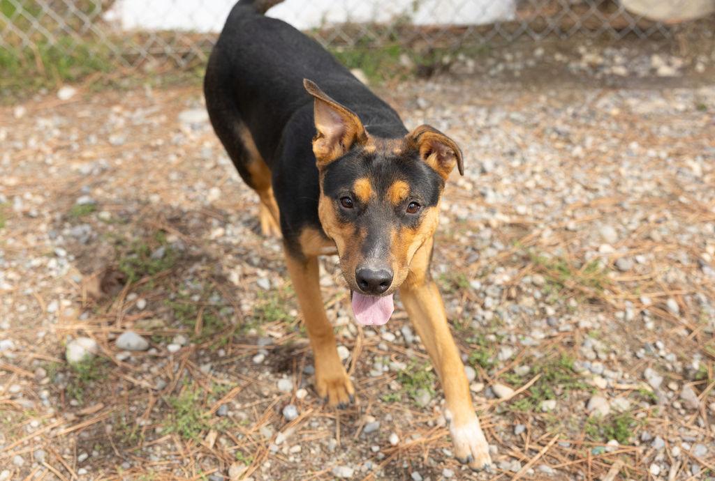 Enlarge Hermione, a Adoptable mixed breed in Libby, MT image 1/2