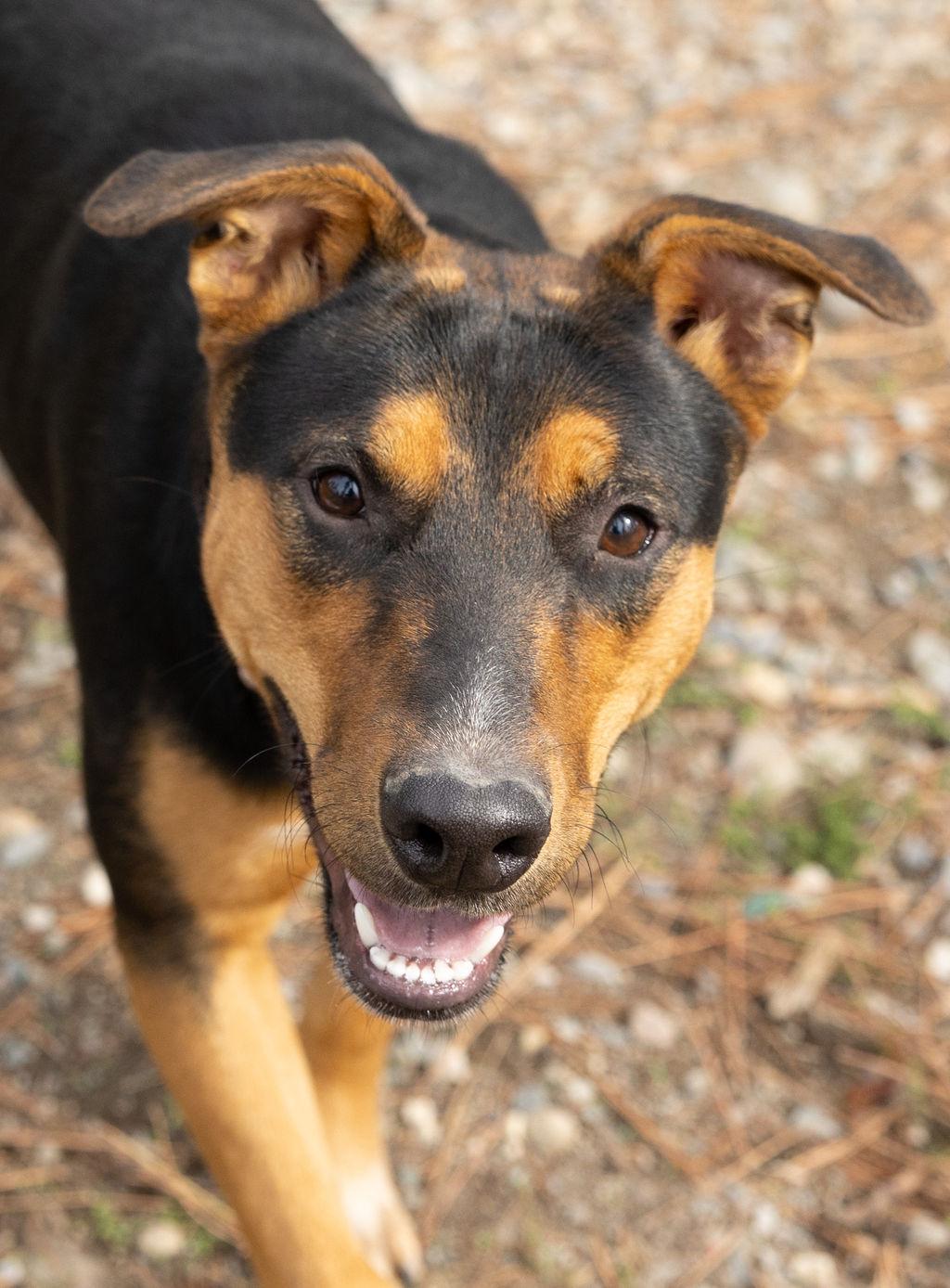 Enlarge Hermione, a Adoptable mixed breed in Libby, MT image 2/2