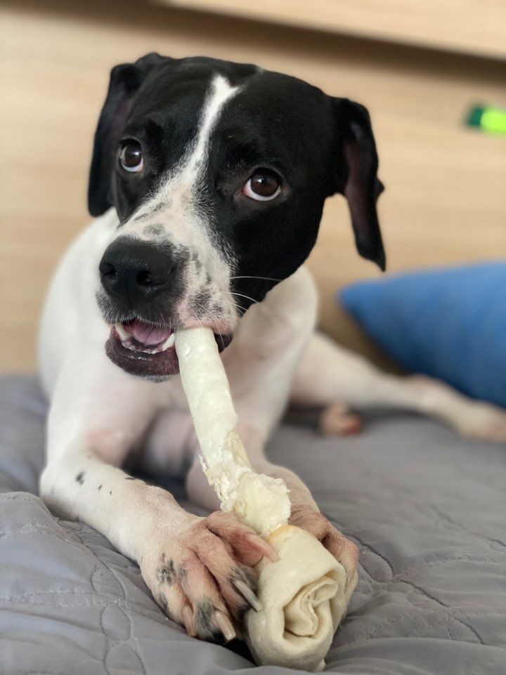 Enlarge **RUMI, a Adoptable English Pointer in Springfield, VA image 3/6