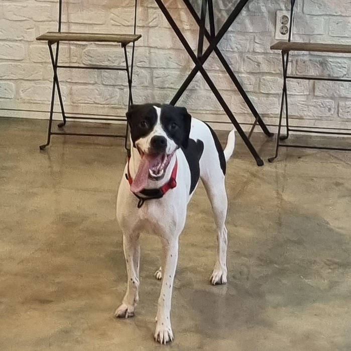 **RUMI, Adoptable, Adult Female English Pointer.