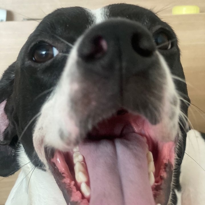 Enlarge **RUMI, a Adoptable English Pointer in Springfield, VA image 6/6