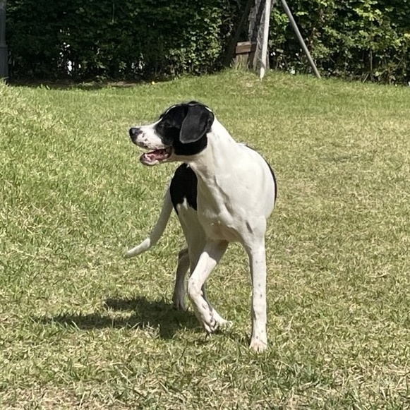 Enlarge **RUMI, a Adoptable English Pointer in Springfield, VA image 2/6