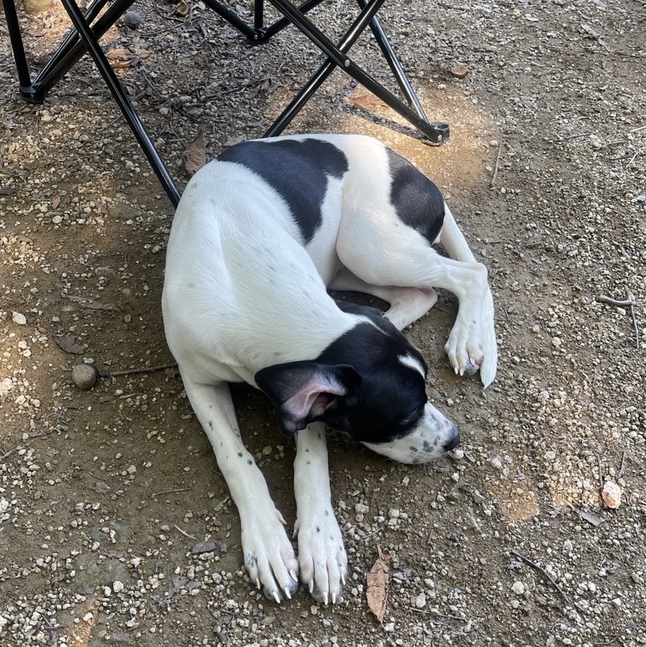 Enlarge **RUMI, a Adoptable English Pointer in Springfield, VA image 5/6