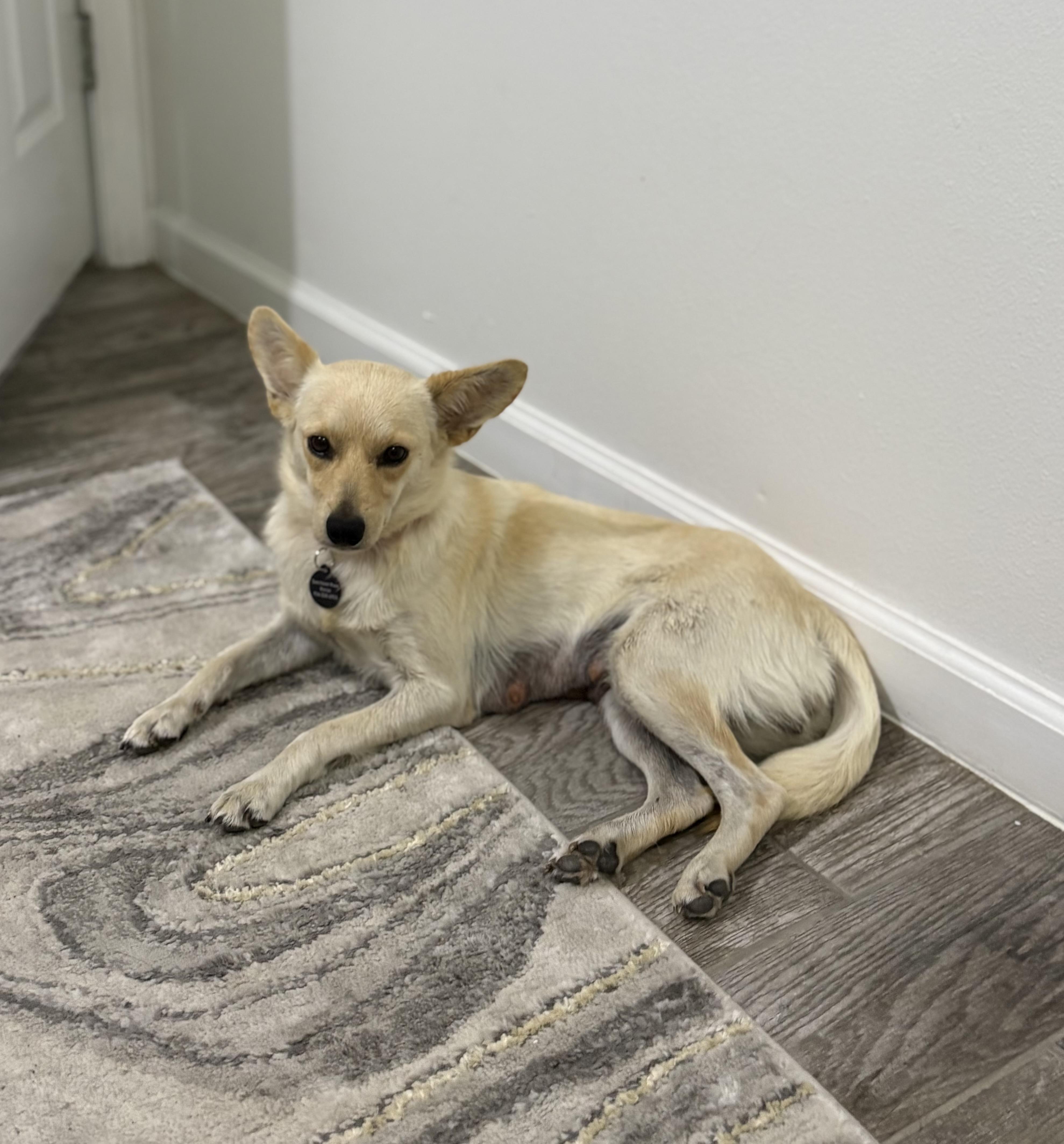 Enlarge Amber, a ADOPTABLE mixed breed in Brownsville, TX image 1/1