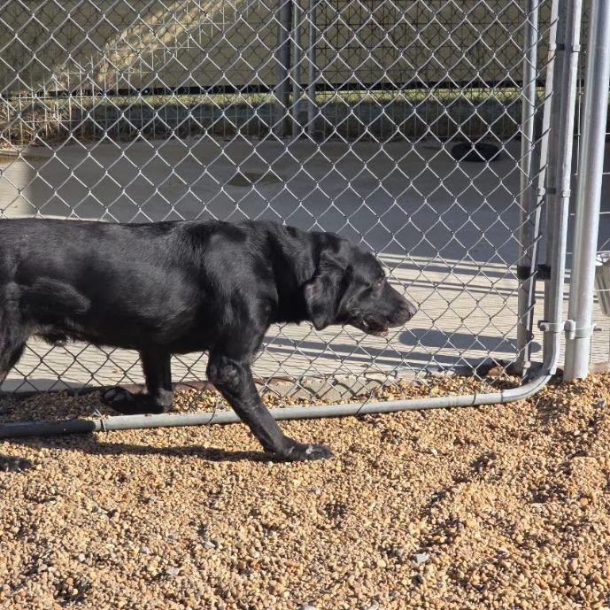 Shadow, Adoptable, Adult Male Black Labrador Retriever & Pit Bull Terrier.