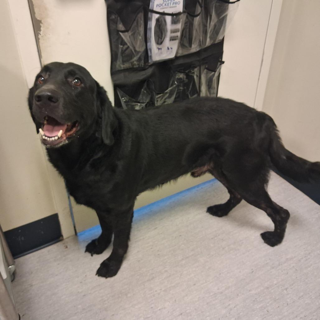 Enlarge Shadow, a Adoptable mixed breed in Elizabeth City, NC image 2/2