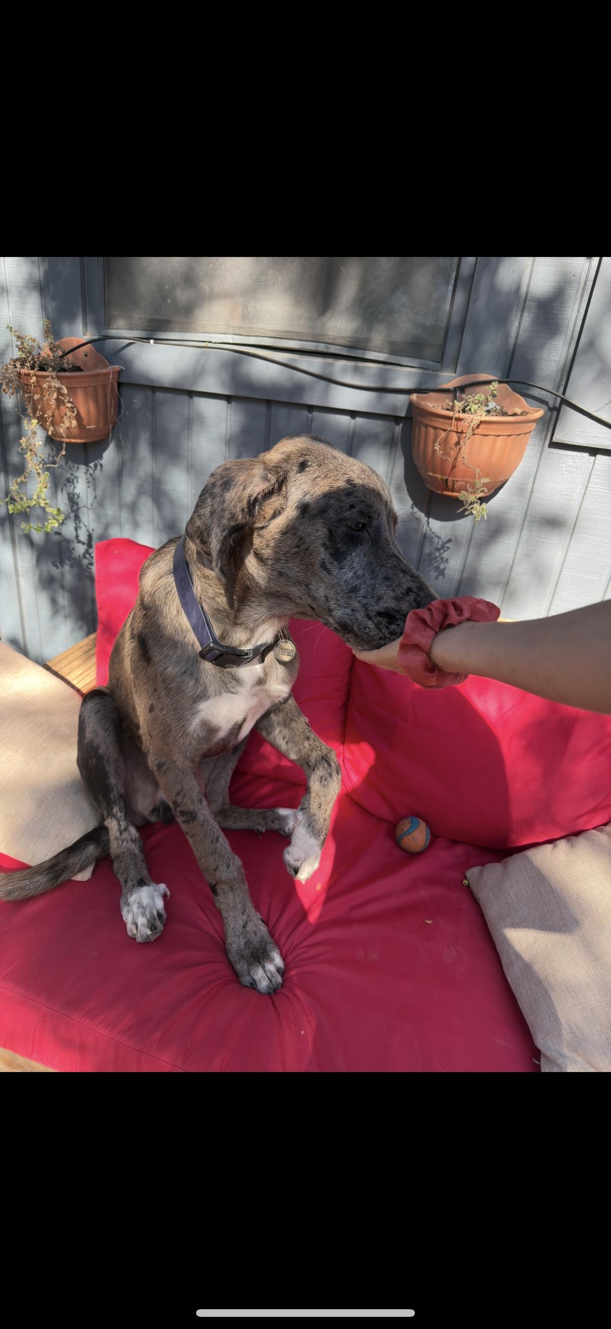 Yeti, adopted, Young Male Great Dane.