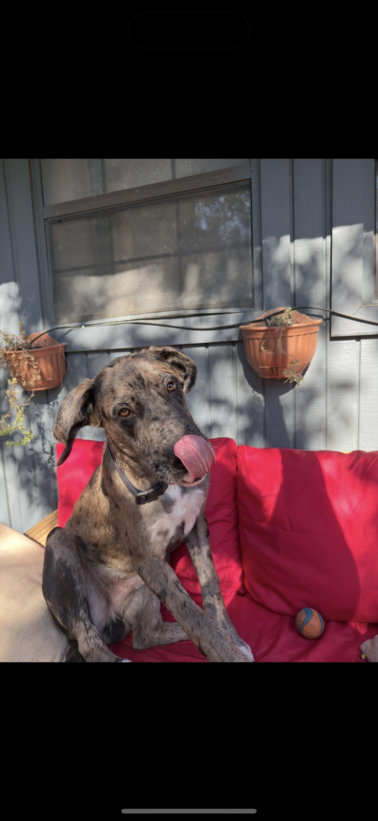 Yeti, an adopted Great Dane in Austin, TX image 2/4