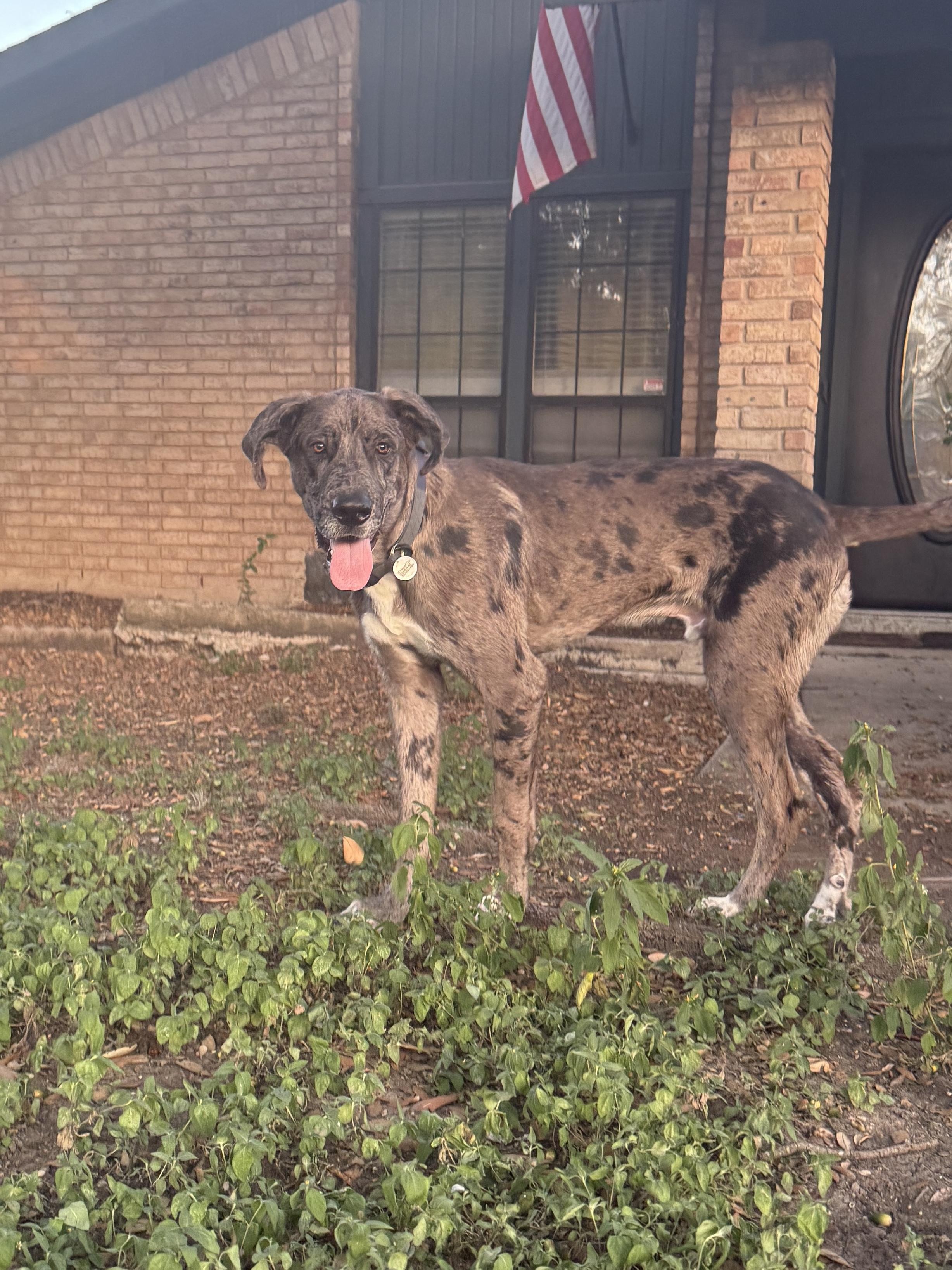 Yeti, an adopted Great Dane in Austin, TX image 3/4