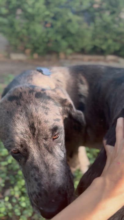 Enlarge Yeti, an adopted Great Dane in Austin, TX video 4/4